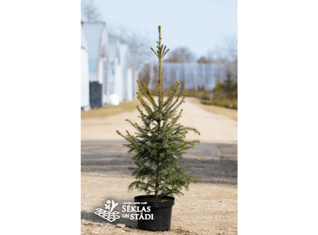 Picea omorika